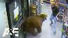 500 Pound Bear Repeatedly Steals Candy From Gas Station Customer Wars A U0026e