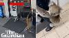 Koala Wanders Into Gas Station And Climbs On To Staff In Australia